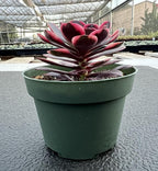 Sprout N Green Aeonium 'Superbang', Live Rare Succulent Potted 4" Planter, Real House Plant for Party Favors Home Indoor Outdoor Garden Wedding Decoration DIY Projects