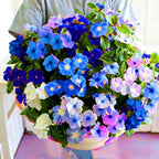Madagascar Periwinkle Seeds for Planting, 50pcs Perennial Periwinkle Flower Seeds, Non-GMO Heirloom Rare Beauty Home Garden Blooming Flowers Plants for Outdoors Indoors