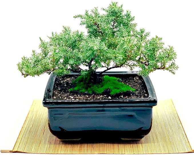 Live Dwarf Juniper Bonsai Tree | Indoor/Outdoor | 100% Handcrafted| Home and Office Décor | Best Gift for Holiday (MM)