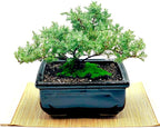 Live Dwarf Juniper Bonsai Tree | Indoor/Outdoor | 100% Handcrafted| Home and Office Décor | Best Gift for Holiday (MM)