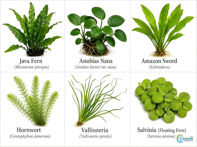 Assorted Mixed Plant Bundle - Live Aquarium Plant - Freshwater - Low | Medium | High Light