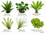 Assorted Mixed Plant Bundle - Live Aquarium Plant - Freshwater - Low | Medium | High Light