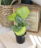 Calathea Plant Live Prayer Plant Live Indoor Plant, Calathea Live Plant Live House Plant Live Plants Indoor, Live Houseplants Live Prayer Plants Live House Plants by Plants for Pets, Black