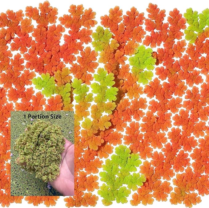 Azolla caroliniana Live Floating Pond Plant Huge Portion Mosquito Fern Water Velvet Fairy Moss Aquarium Outdoor Ponds Fast Growth Outcompetes Algae Fish Food filiculoides Live Aquarium Floating Plant
