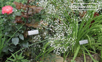 GardenMate 25-Pack Weatherproof Large Zinc Metal Plant Labels, Height 11.5", Label Area 3 1/2 x 1 1/4"