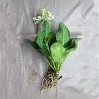 Chalily Yerba Mansa, a Great Live Pond Plant for Your Water Garden. Filters koi and Goldfish Ponds. Good for Bogs, Plant Shelf or Shallow Water This marginal Aquatic is a Real Beauty