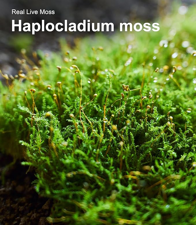 Real Live Moss for Terrariums,Jumping Spider, Reptile Habitats & Mini Landscapes – Naturally Cultivated Live Moss, Revives in 5 Minutes with Water Mist, Grows & Multiplies (3 Sheets, 3.5”x7”)