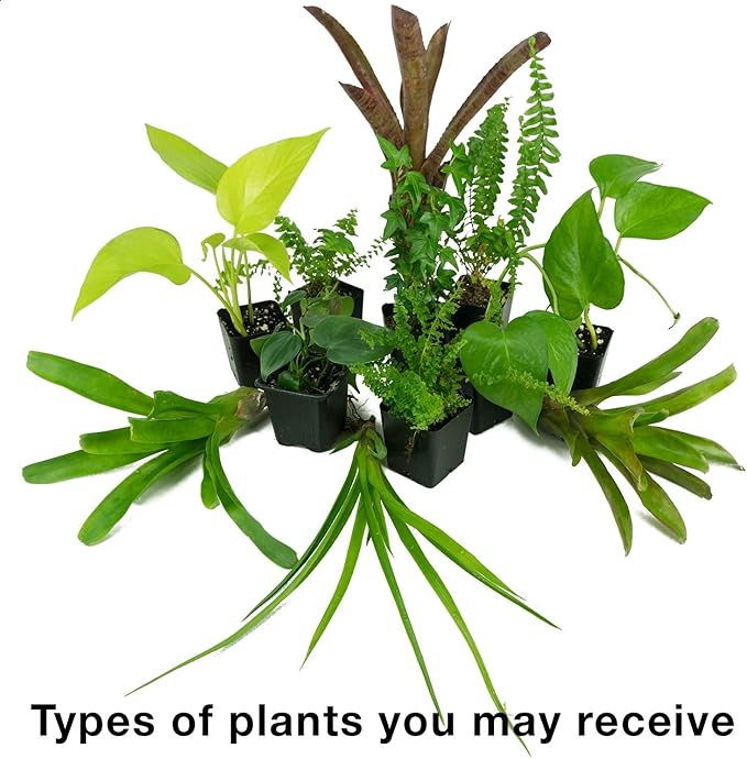 Josh's Frogs 12x12x24 Vivarium Plant Kit (3 Plants)