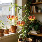 CarpetC 30+ Flame Lily Seeds for Planting, Gloriosa superba Glory Lily Climbing Vine with Unique Recurved Petals, Non-GMO Heirloom for Outdoor Garden Trellises Indoor Containers