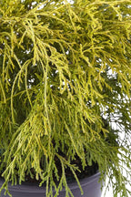 Gold Mop, 1 Gallon