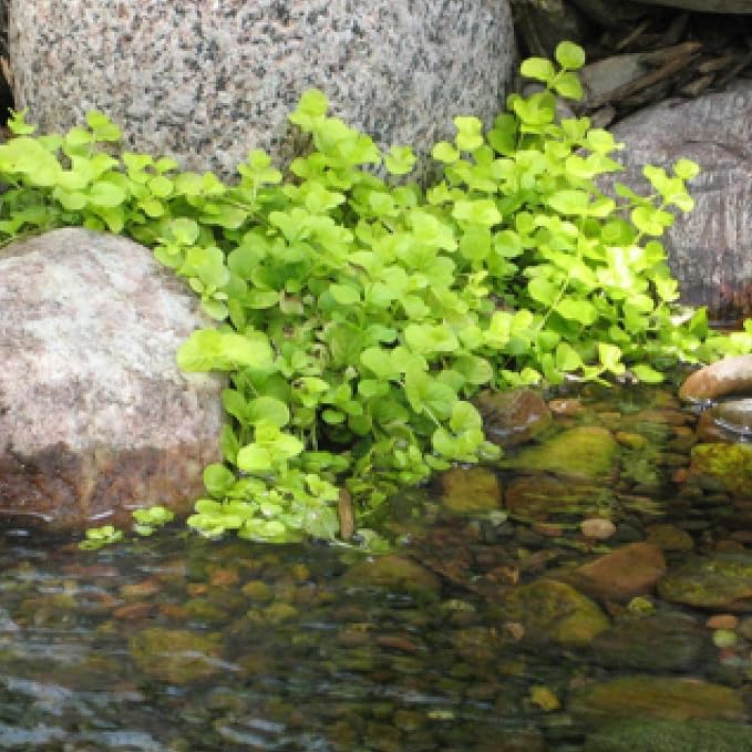 Chalily Creeping Jenny 'Green', a Great Live Pond Plant for Your Water Garden. Filters The koi and Goldfish Pond. Good for Bogs, Plant Shelf or Shallow Water This marginal Aquatic is a Real Beauty