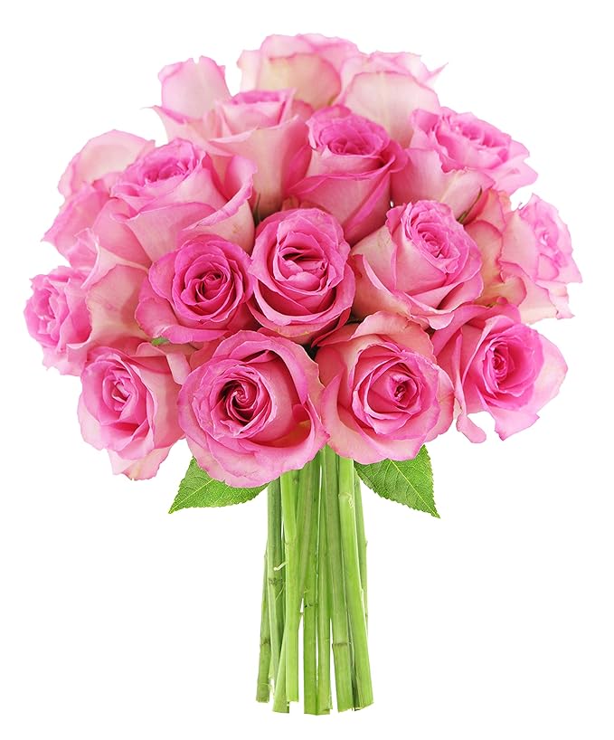 KaBloom - Bouquet of 18 Fresh Pink Roses (Farm-Fresh, Long-Stem) - Fresh Flowers for Birthday, Valentine's & Mother's Day