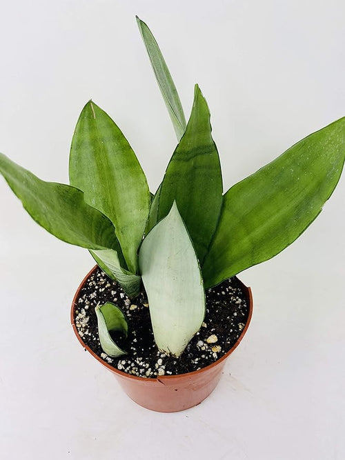 'Moonshine' Snake Plant - Sanseveria - Almost Impossible to Kill - 6" Pot- From Jm Bamboo
