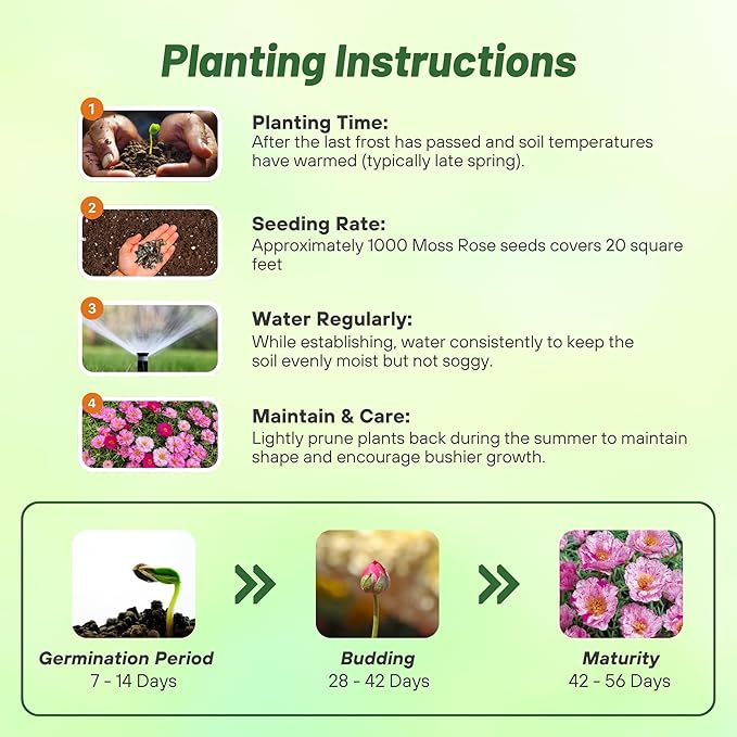 Outsidepride Peppermint Moss Rose Seeds - 500 Pcs Annual, Drought & Heat Tolerant, Pollinator Friendly Ground Cover Seeds for Planting w/Vibrant Blooms & Succulent Foliage, Ideal for Xeriscaping