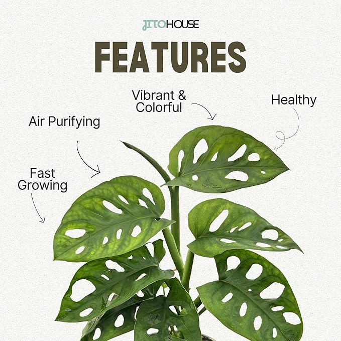 Monstera Adansonii Swiss Cheese - Live Full Size Indoor Plants Houseplants, Air Purifier Indoor Plants | Real Plants Decor for Living Room, Office, Desk & Bathroom, Easy Low Maintenance - JitoHouse