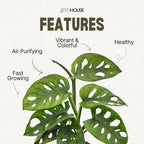 Monstera Adansonii Swiss Cheese - Live Full Size Indoor Plants Houseplants, Air Purifier Indoor Plants | Real Plants Decor for Living Room, Office, Desk & Bathroom, Easy Low Maintenance - JitoHouse