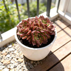 Live Succulent Plant – Echeveria Midnight Beauty with Mini Gardening Tools, Small Easy Care Live Houseplant for Indoor & Outdoor, Succulent Plant Care Kit