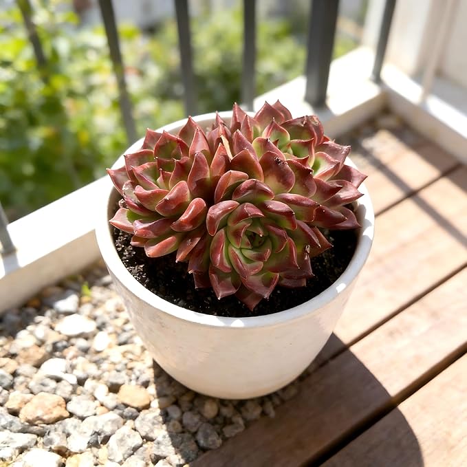 Live Succulent Plant – Echeveria Midnight Beauty with Mini Gardening Tools, Small Easy Care Live Houseplant for Indoor & Outdoor, Succulent Plant Care Kit