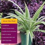 Variegated Spider Plant 'Airplane' - Air-Purifying, Low Maintenance, Thrives in Home & Office - Perfect for Plant Enthusiasts - Live houseplant in Potting Soil