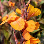 Canna 'Orange Taney', a Great Live Pond Plant for Your Water Garden. Filters koi and Goldfish Ponds. Good for Bogs, Plant Shelf or Shallow Water This marginal Aquatic is a Real Beauty