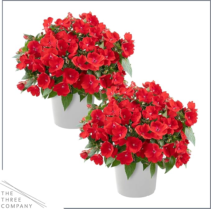 Live Flowering New Guinea Impatiens - Red (2 Plants Per Pack), Beautiful Shade Flowers, 12" Tall by 5" Wide in 1 Qt Pot