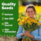 HOME GROWN Dandelion Seeds for Planting – 1200 Heirloom Medicinal Herb Seeds Grow Edible Leaves and Flowers for Remedies or Wildlife (Taraxacum officinale)