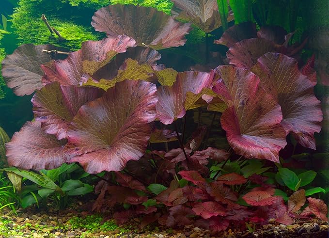 Dwarf Water Lily Bulb Nymphaea Stellata Live Aquarium Plant Guarantee to Grow Rhizome Root Also for Bonsai Bowl or Patio Water Feature Awesome Aquatic (1, Dwarf Water Lily)