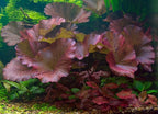 Dwarf Water Lily Bulb Nymphaea Stellata Live Aquarium Plant Guarantee to Grow Rhizome Root Also for Bonsai Bowl or Patio Water Feature Awesome Aquatic (1, Dwarf Water Lily)