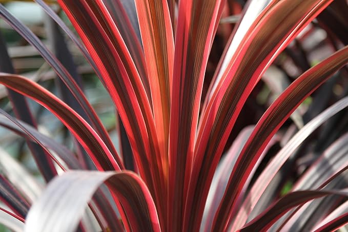 RedCrocus Red Grass Tree Cordyline Australis 'Red Star' | Vibrant Foliage, Evergreen Shrub | Drought Tolerant, Pet Safe, Container & Garden Accent 1 Quart