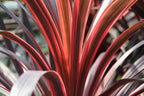 RedCrocus Red Grass Tree Cordyline Australis 'Red Star' | Vibrant Foliage, Evergreen Shrub | Drought Tolerant, Pet Safe, Container & Garden Accent 1 Quart (Pack of 2)