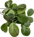 Hoya Obovata Spalsh Available in 2" Pot, 4" Pot, and 6" Hanging Pot Hoya Live Plants Live Houseplants California Seller (One Small Plant, 4" Pot)