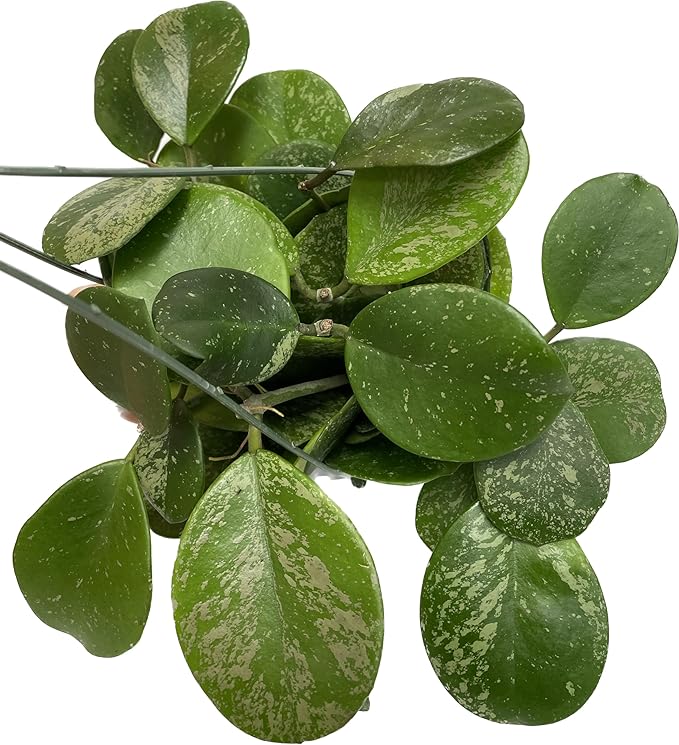 Hoya Obovata Spalsh Available in 2" Pot, 4" Pot, and 6" Hanging Pot Hoya Live Plants Live Houseplants California Seller (One Small Plant, 2" Pot)