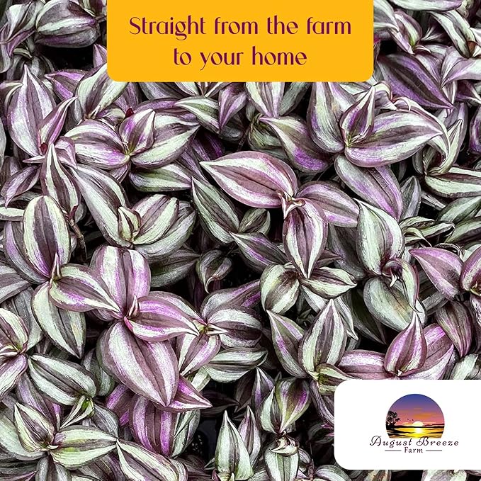 Live Tradescantia Zebrina Plant in 2.5-Inch Pot- Purple Wandering Jew - Easy Live Houseplant for Home & Office Decor - Eye-Catching Silver and Green Foliage - Indoor Gardens Air-Purifying (1)