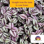 Live Tradescantia Zebrina Plant in 2.5-Inch Pot- Purple Wandering Jew - Easy Live Houseplant for Home & Office Decor - Eye-Catching Silver and Green Foliage - Indoor Gardens Air-Purifying (1)