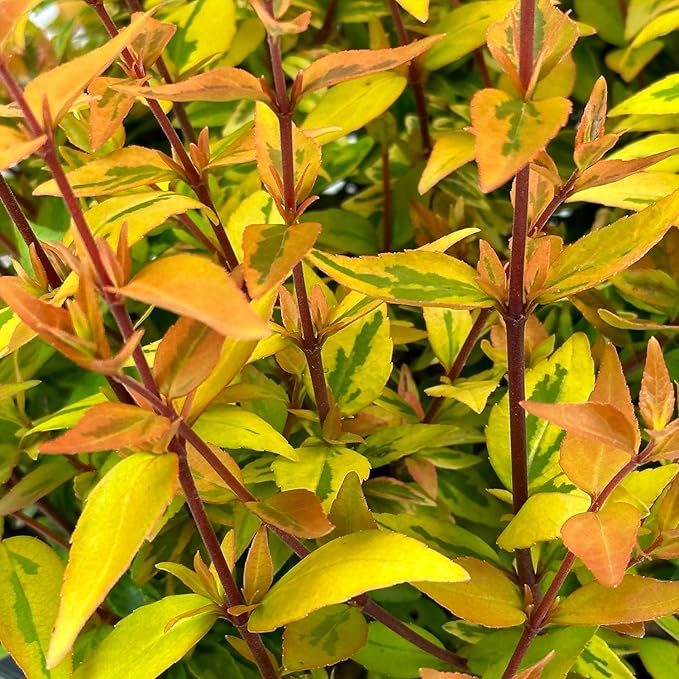 Kaleidoscope Abelia - 3 Gal - Evergreen Shrub - Variegated Foliage - Fragrant White Flowers - Spring to Fall - Zones 6-9 - Abelia x grandiflora ‘Kaleidoscope’ - 3 Gallon Pot