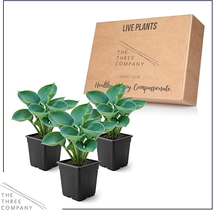 Live Perennial Hosta - Abiqua Drinking Guord (3 Plants Per Pack) Beautiful Accent Plant, 10" Tall by 4" Wide in 1 Qt Pot