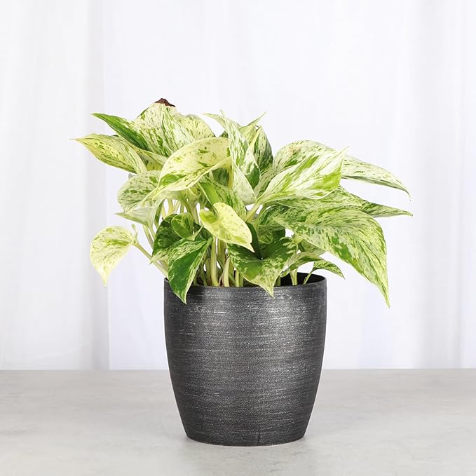 Thorsen's Greenhouse Marble Queen Pothos, Live Indoor Plant, Easy to Grow, Rare Variegated Houseplant, Natural Air Purifier, 4-inch Diameter Pot (Brushed Silver)