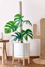 D'vine Dev Ceramic Planter with Natural Stand - 12 Inch Modern Round Flower Pot with Wood Planter Holder, White, 55-B-J-1