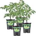 Bonnie Plants Bush Goliath Tomato, Live Plant, 19.3 oz., 4-Pack