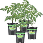 Bonnie Plants Bush Goliath Tomato, Live Plant, 19.3 oz., 4-Pack