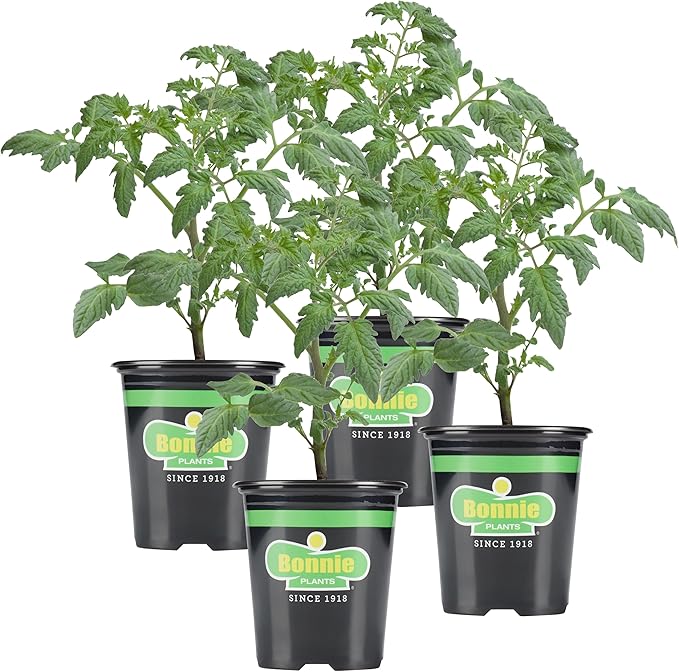 Bonnie Plants Bush Goliath Tomato, Live Plant, 19.3 oz., 4-Pack