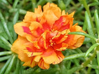 100 Mixed Colors Portulaca Moss Rose Grandiflora Flower Seeds