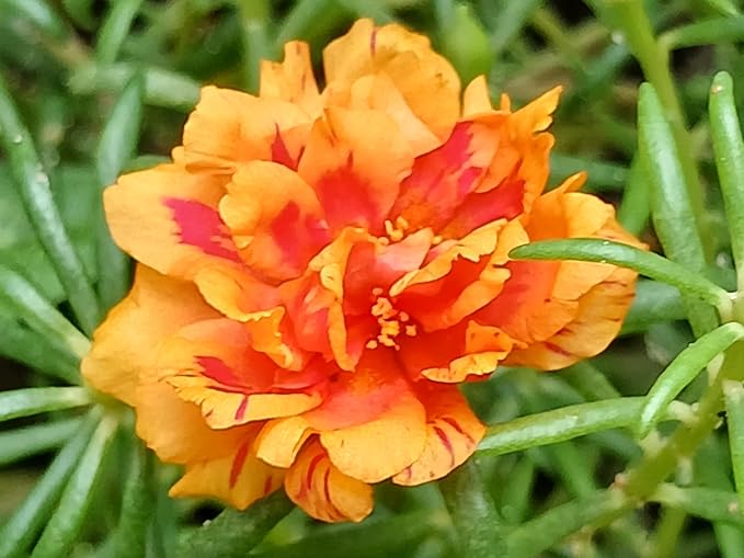 100 Mixed Colors Portulaca Moss Rose Grandiflora Flower Seeds