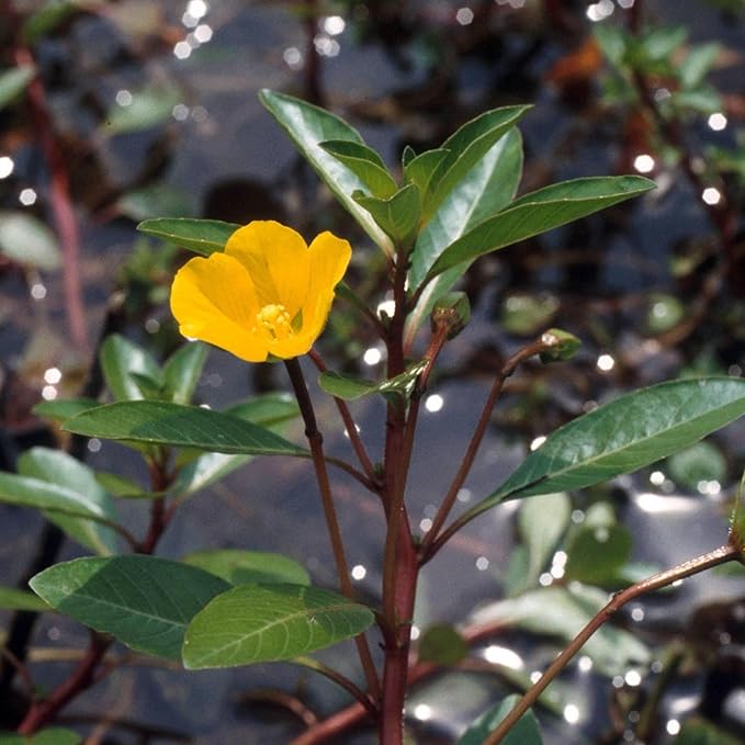 Chalily Primrose Creeper, a Great Live Pond Plant for Your Water Garden. Filters koi and Goldfish Ponds. Good for Bogs, Plant Shelf or Shallow Water This marginal Aquatic is a Real Beauty