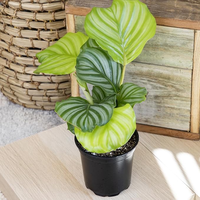 Live Calathea Houseplant (4 Pack), Pet Safe Plants for Cats & Dogs, Makoyana, Rattlesnake, Roseopicta, Air Purifying Indoor Plant Mix, Freddie, Orbifolia, Prayer Plants, Real Calatheas, 4.25 in. Pots