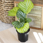 Live Calathea Houseplant (4 Pack), Pet Safe Plants for Cats & Dogs, Makoyana, Rattlesnake, Roseopicta, Air Purifying Indoor Plant Mix, Freddie, Orbifolia, Prayer Plants, Real Calatheas, 4.25 in. Pots