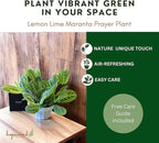 Live Plant, Lemon Lime Maranta Prayer Plant, Pet Friendly, Air Purifying, Easy Care, 12-16 inch Tall, Easy to Grow Rare Indoor Plant, Houseplant, 4 inch Pot by Hopewind Plants Shop