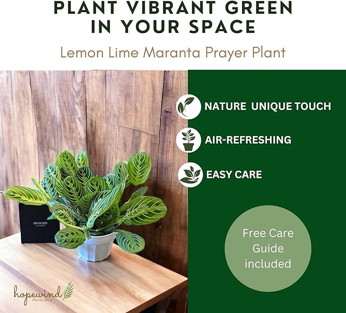 Live Plant, Lemon Lime Maranta Prayer Plant, Pet Friendly, Air Purifying Plant, Easy Care, Easy to Grow Live Indoor Plant, Houseplant, Rare Indoor Plant, Home Décor Pot (Coral)