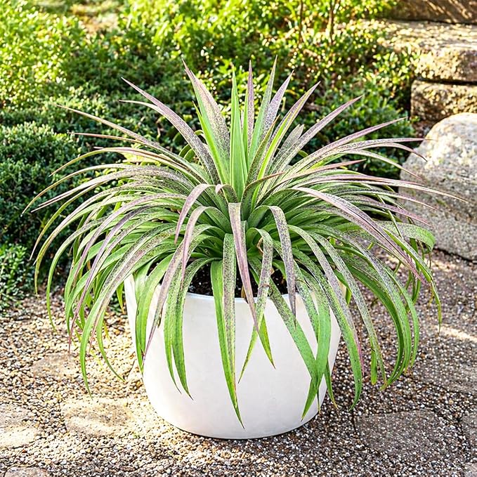 Mangave 'Bad Hair Day' (1.5" Plug) - Live Succulent Plant, Agave Like Rosette, Low Maintenance Indoor Outdoor Plant for Home Garden Decor, Beginner-Friendly Live Plants