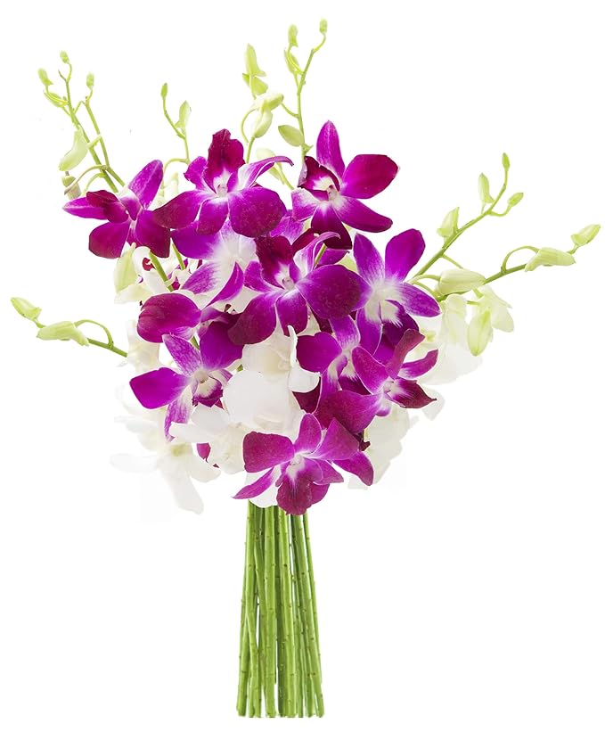 KaBloom - Exotic Opal Orchid Bouquet of Purple and White Orchids without Vase - Fresh Flowers for Birthday, Valentine's & Mother's Day
